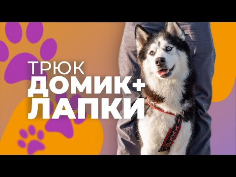 Видео: Как научить собаку Домик и Лапки 🐩 Трюк между ног пошагово