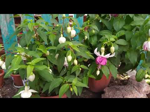 Видео: Красивые сорта фуксии.#flowers #фуксия#цветывсаду #фуксии