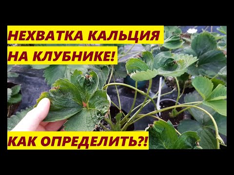 Видео: НЕ ПУТАТЬ С КЛЕЩЁМ, НЕХВАТКА КАЛЬЦИЯ НА КЛУБНИКЕ🍓//КАК ПРОЯВЛЯЕТСЯ НЕХВАТКА КАЛЬЦИЯ НА ЗЕМЛЯНИКЕ