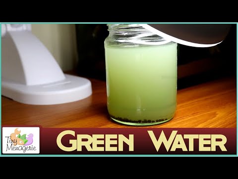 Видео: Культивирование зеленой воды — идеальный корм для мальков рыб или дафний