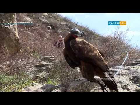 Видео: "Поэзия әлемі" . Ақын Даулеткерей Кәпұлының өмірі мен шығармашылығы