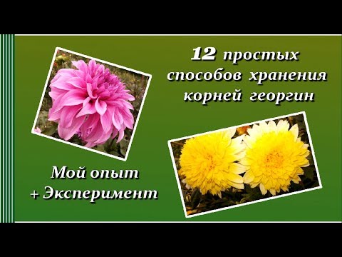 Видео: 12 простых способов хранения корней георгин 🌸 Мой опыт + Эксперимент