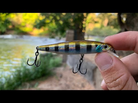 Видео: Эта приманка была РАЗБИТА BARRA + Sooty Grunter Action