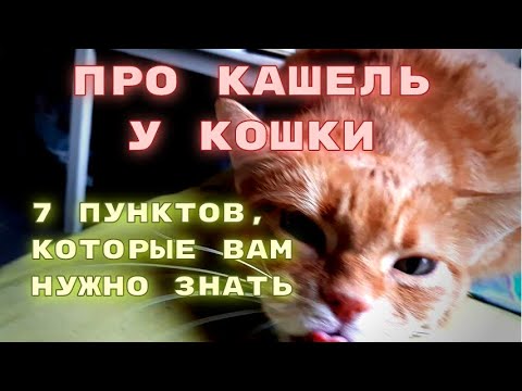 Видео: Про кашель у кошки. 7 пунктов, которые нужно знать.