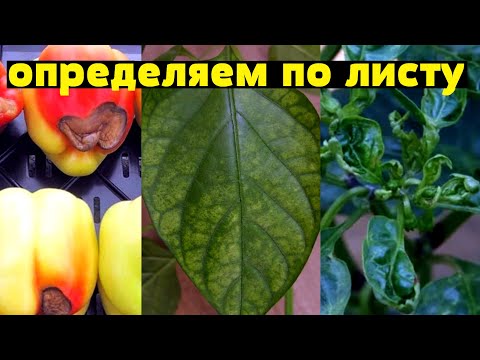 Видео: ШПАРГАЛКА! Когда и Чем подкормить ПЕРЕЦ?