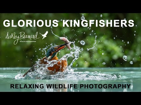 Видео: Фотографирование зимородков: день отдыха