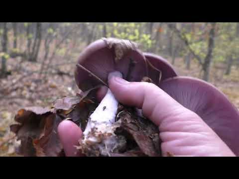 Видео: 😍 Не Грибы , а красотище..🌲