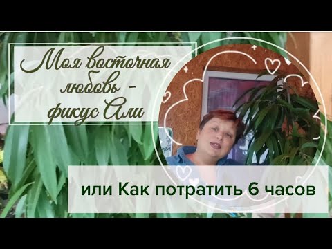 Видео: Мой Фикус Али. Моя восточная любовь, или как потратить 6 часов.