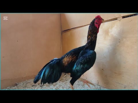 Видео: ПАРВОЗЛАР УЧУН МАХСУС ВИДЕО ХОШИМОВ ТВ ДАКАНЛАРИ ПИРВАЗНО КАРЕЯ ХУ́РОЗЛАР ТОМОШАГА 