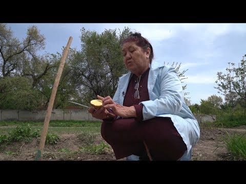 Видео: Картошканы туура эгип, көп түшүм ал..\Жашыл чарба