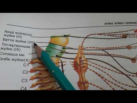 Видео: Парасимпатикалық жүйке жүйесі