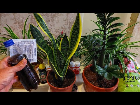 Видео: ЗАМИАКУЛЬКАС, САНСЕВИЕРИЯ ГУЛЛАРИ ЗОР ОСИШИ УЧУН тогри тупрок, тогри жой, тогри тувак ва тогри сув..