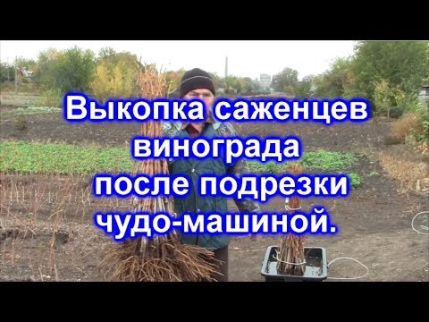 Видео: Выкопка саженцев винограда 2017