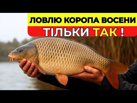 Видео: НЕ ЛОВИ КОРОПА ВОСЕНИ, поки не подивишся це відео! ⚠️