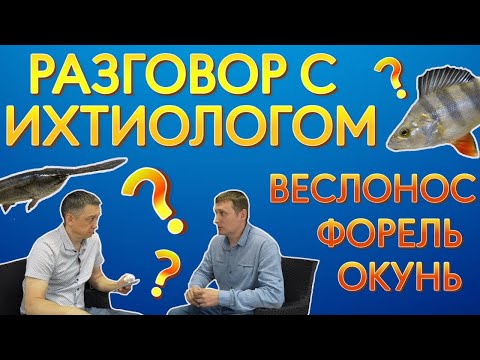 Видео: Разговор  с ихтиологом. Рассказываем про веслонолса,  про разведение форели. И немного об окуне