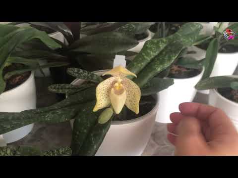 Видео: Цветение венериных башмачков Конколор и  Нивеум. День полива и особенности ухода за башмачками.