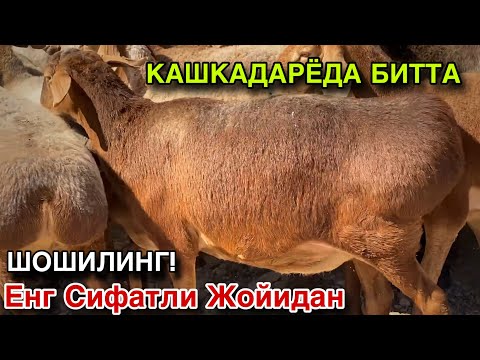 Видео: Бунакаси Булмаган! НАРХЛАРИ ХАМ ЖУДА АРЗОН БУЛДИ! 