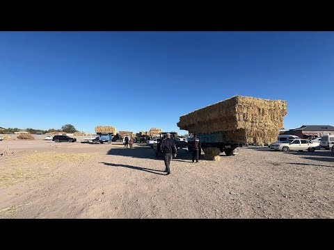 Видео: ХАЗОРАСП ЕМ ХАШАК БОЗОР НАРХЛАРИ 05 10 2025г