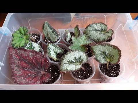 Видео: Размножение декоративно лиственной бегонии. Часть вторая.