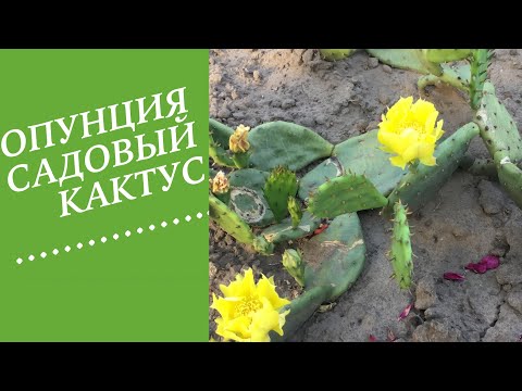 Видео: ОПУНЦИЯ- КАКТУС . КОТОРЫЙ ЗИМУЕТ!!!