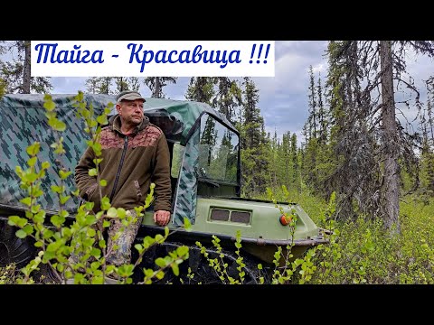 Видео: в Тайгу на Лесное озеро...