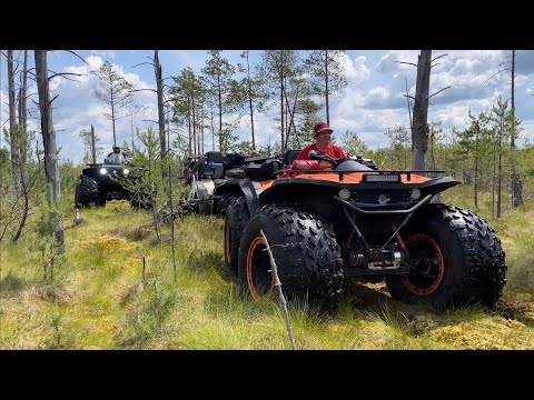 Видео: Оршанский мох