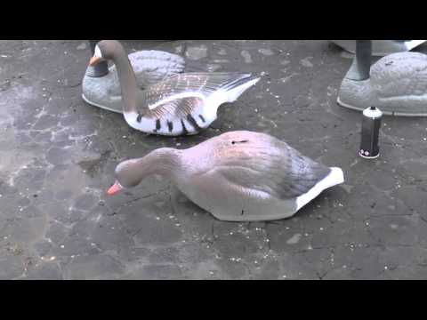 Видео: Перекраска чучел белолобого гуся