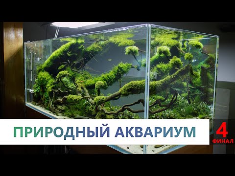 Видео: Аквариумные растения. 4 часть. Как высаживать растения. Виды акваскейпов. СО2 плюсы и минусы