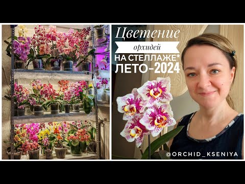 Видео: Невероятное цветение орхидей на стеллаже - лето 2024 | Почти вся коллекция фаленопсисов цветет! 🌺