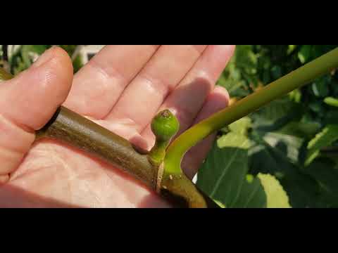 Видео: Инжиры  Радуют, часть 1-я