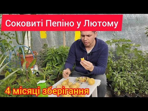 Видео: Плоди Пепіно Смакую у Лютому))) Сам не очікував що так можна)))