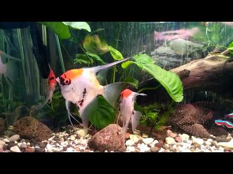 Видео: Скалярии окраски кои./Angelfish coloring koi.