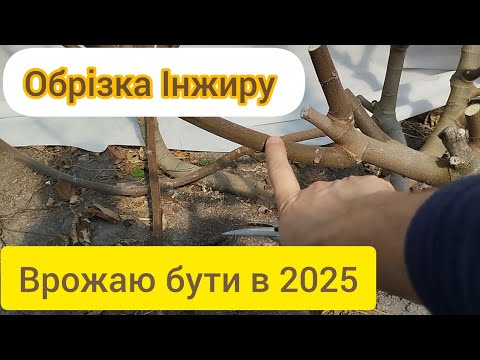 Видео: Обрізка Інжиру сезон 2025))) Нові методи формування для мене.