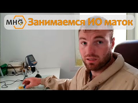 Видео: Занимаемся ИО пчелиных маток.
