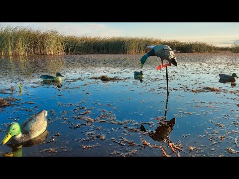 Видео: Утки подсаживаются к махокрылу.