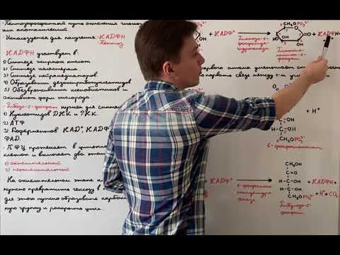 Видео: Значение пентозофосфатного пути для клетки. Окислительный этап