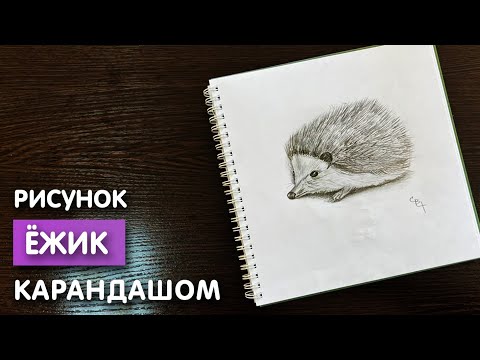 Видео: Как нарисовать ёжика карандашом | Рисунок для начинающих поэтапно