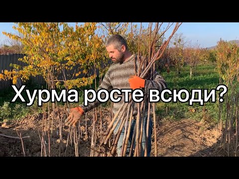 Видео: Чому ваші саджанці хурми вмирають? Розповідає @Vasyl_Chalbash