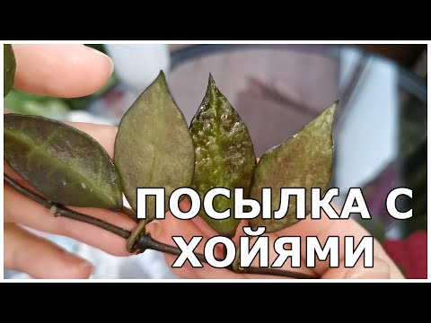 Видео: Распаковка посылки с хойями