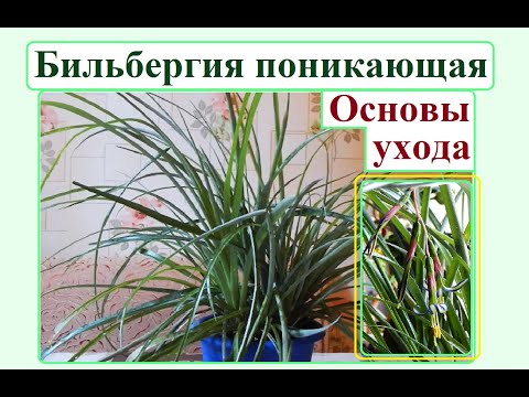 Видео: Бильбергия поникающая. Уход за растением и его особенности.