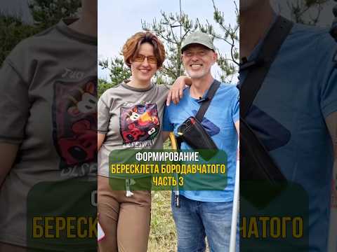 Видео: Формирование бересклета бородавчатого. Часть 3