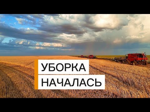 Видео: Уборка зерна в Атбасарском районе! 2025