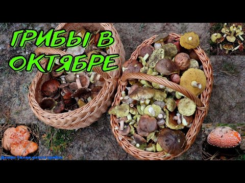 Видео: Зеленушка, ризопогон розоватый, бело-коричневая рядовка и всякое разное