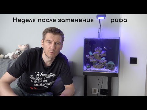Видео: Неделя после затенения рифа