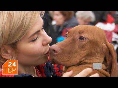 Видео: Венгерская выжла – легавая с дружелюбным характером | Элита | ТВР24 | Сергиев Посад