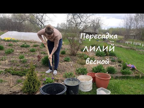 Видео: Пересадка ЛИЛИЙ весной для начинающих