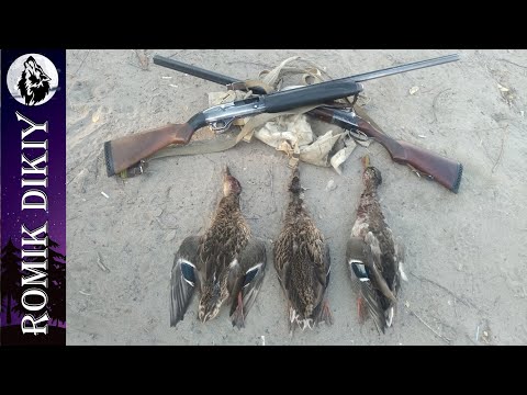 Видео: Охота на кеклика. Добыли барсука, утку, кеклика. Часть 2