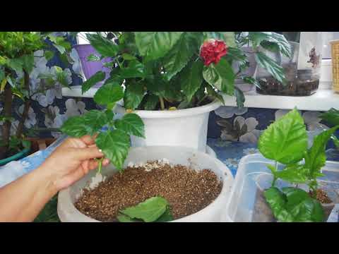 Видео: Размножение гибискуса от черенка до цветения.