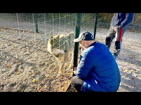 Видео: Волку Акеле стало плохо при виде ОТЦА. Счастья для волэндов, осенние АРБУЗЫ.