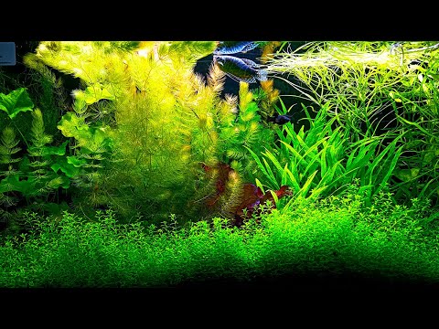 Видео: Подключение системы со2 к аквариуму травнику!